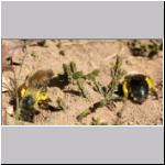 Andrena vaga - Weiden-Sandbiene w08.jpg